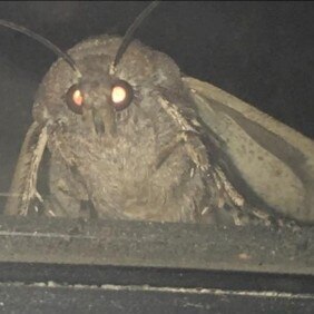 Денис  Степанченко