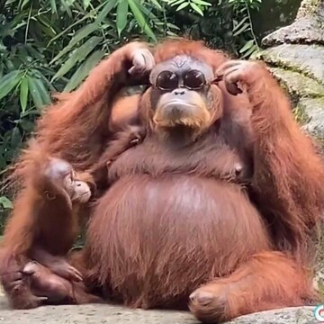 Алим Мурадович Исмаилов