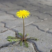 Абдулаева Элита Султановна Абдулаева Элита Султановна