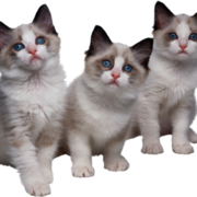 Музлова Наталья