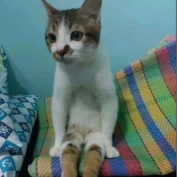 Магреби Фейсал Мухаммед Ахмад