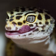 Сергин Фёдор Алексеевич