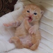 Тросько Екатерина Игоревна