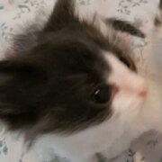 Сатири Павел Дмитриевич