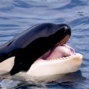 Потёмкин Владислав Евгеньевич Потёмкин Владислав Евгеньевич