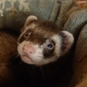 Хижняк Иван Алексеевич Хижняк Иван Алексеевич