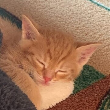 Марина Дмитриевна Артамонова