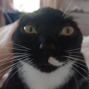 Кокошников Илья Владимирович