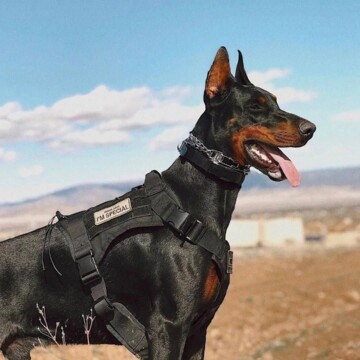Антонов Валерий Юрьевич Антонов Валерий Юрьевич