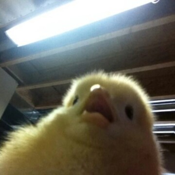 Галиева Алина Рушановна Галиева Алина Рушановна