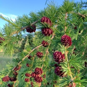 Надежда Ивановна Кондратьева