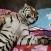 Балашов Дмитрий Евгеньевич Балашов Дмитрий Евгеньевич