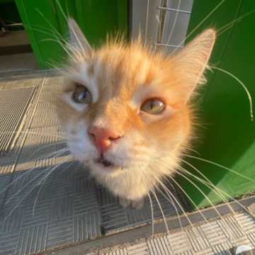 Милашина Александра Дмитриевна