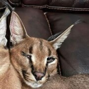 Никитин Григорий