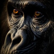 МЕЖИДОВ ИМРАН ТЕМИРЛАНОВИЧ