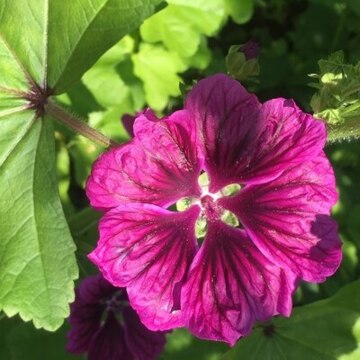 Виктория Кузнецова