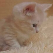 Поточкина Елизавета Сергеевна