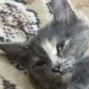 Ткаченко Константин Владимирович