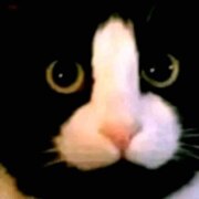 Безносов Арсений Павлович