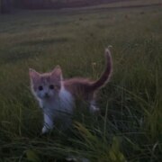 Говорова Ангелина Михайловна Говорова Ангелина Михайловна