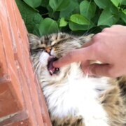 Волков Кирилл Олегович