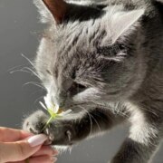 Мироненко Ангелина