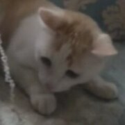 Синьхань Чэн