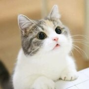 Осипенко Полина Сергеевна