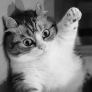 Котов Георгий Павлович