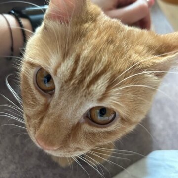 Кира Дмитриевна Опанасенко