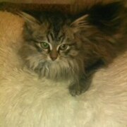 Дьяченко Николай Сергеевич