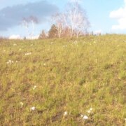 Садовский Иван Алексеевич