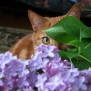 Туралиев Темерлан Канатович