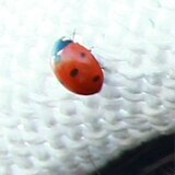 Канатчиков Михаил