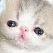 Егоров Иван Андреевич Егоров Иван Андреевич