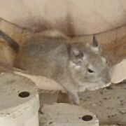 Смирнов Данил Алексеевич