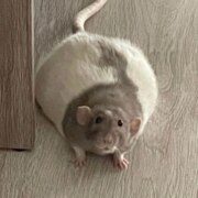 Корпач Павел Андреевич Корпач Павел Андреевич