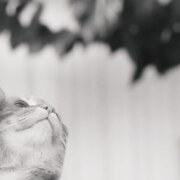 Балянова Елена Анатольевна