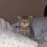 Балахонцева Настя Сергеевна Балахонцева Настя Сергеевна