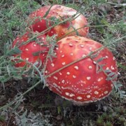 Мартыненко Анна Николаевна