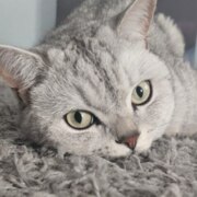 Силивестров Андрей Леонидович Силивестров Андрей Леонидович