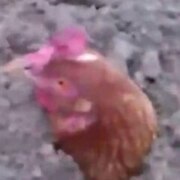 Нюхалов Данил Нюхалов Данил