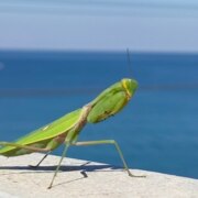 Тариба Василина Васильевна