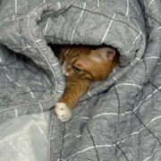 Николаева Даша