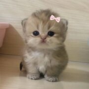 Алешина Евгения Максимовна