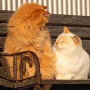 Хасбулатова Фатима