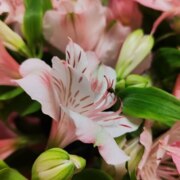 Легеза Мария Александровна Легеза Мария Александровна