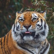 Канищев Антон Алексеевич