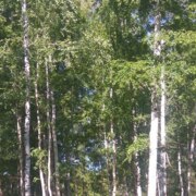 Шипачева-Чащегорова Татьяна Шипачева-Чащегорова Татьяна