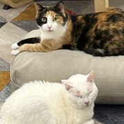 Позднякова Диана Юрьевна Позднякова Диана Юрьевна